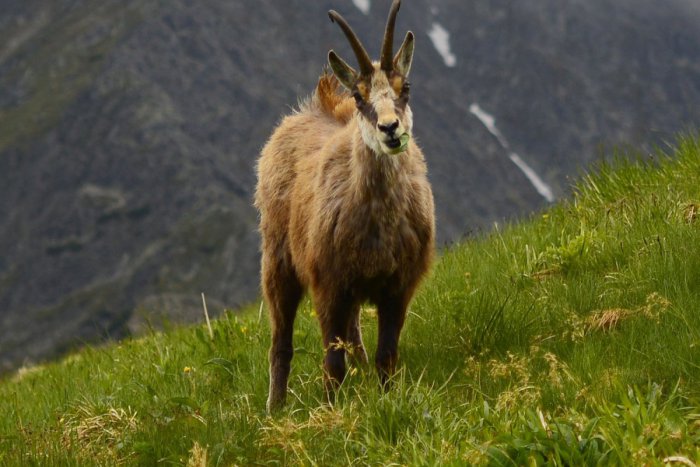 Ilustračný obrázok k článku Ochranári ukončili veľké sčítavanie: Kamzíkovi vrchovskému sa v Nízkych Tatrách evidentne darí