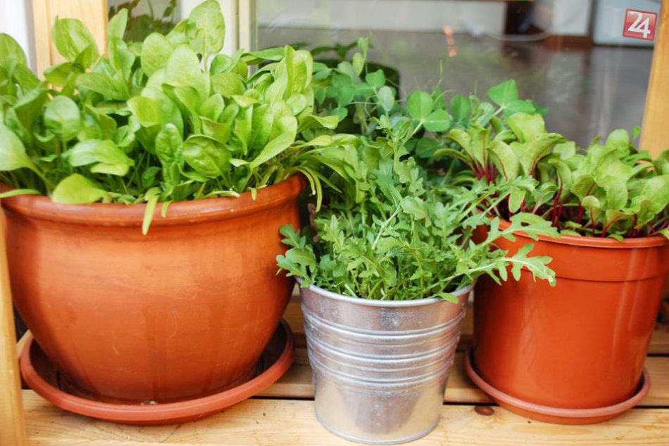 Ilustračný obrázok k článku Pestovanie v meste: Rady a tipy aj pre začiatočníkov. Aj váš balkón sa môže premeniť na bohatú záhradku