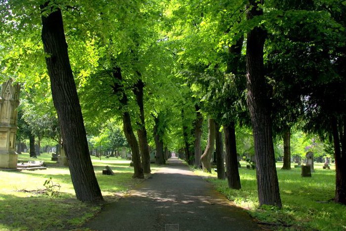 Ilustračný obrázok k článku Zámocký park v Malackách je symbolom histórie mesta. Prejsť by mal ďalšou rekonštrukciou