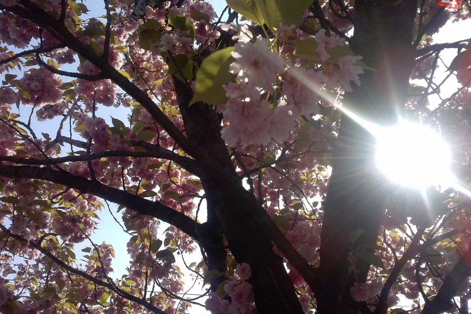 Ilustračný obrázok k článku Ulica, ktorej sa krásou vyrovná len máloktorá: Takúto nádheru môžete vidieť v Košiciach