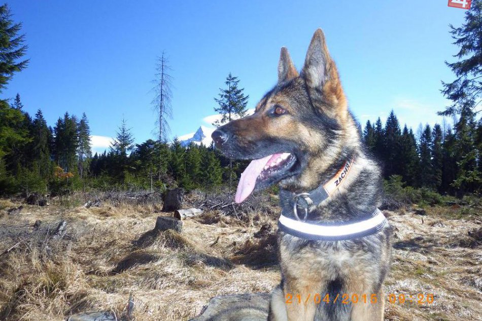 Ilustračný obrázok k článku Záchranári a ich psy sa školili na Podbanskom. V júni ich čaká kynologická rallye HZS