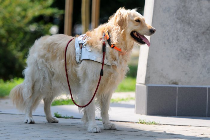 Ilustračný obrázok k článku V Prešove sa pripravuje zníženie poplatkov za štvornohých miláčikov: Aha, o koľko eur má klesnúť daň za psa!