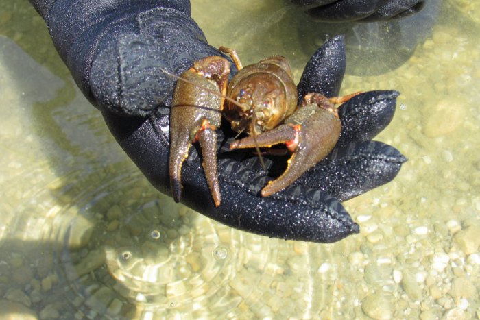 Ilustračný obrázok k článku Voda na Kuchajde je čistejšia - vrátili sa tam raky