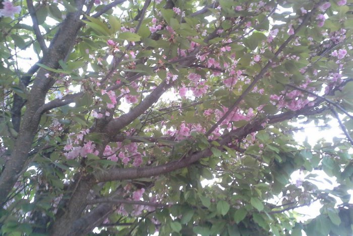 Ilustračný obrázok k článku Ulica, ktorej sa krásou vyrovná len máloktorá: Takúto nádheru môžete vidieť Hlohovci