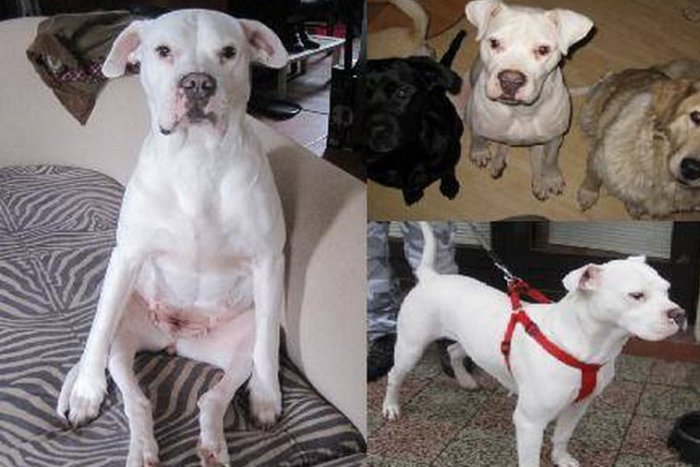 Ilustračný obrázok k článku Nešťastná Bystričanka a jej smutný príbeh: Svojho milovaného psíka neúnavne hľadá už týždne!