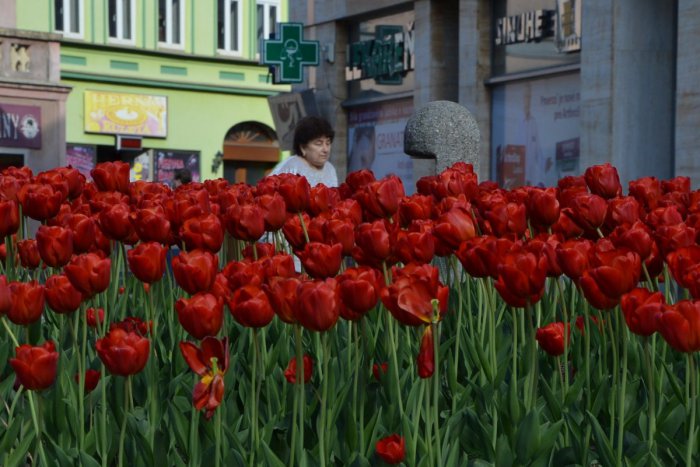 Ilustračný obrázok k článku TIPY na predĺžený VÍKEND: Jahodová show, Míľa pre mamu, Koncert ku Dňu matiek a ďalšie