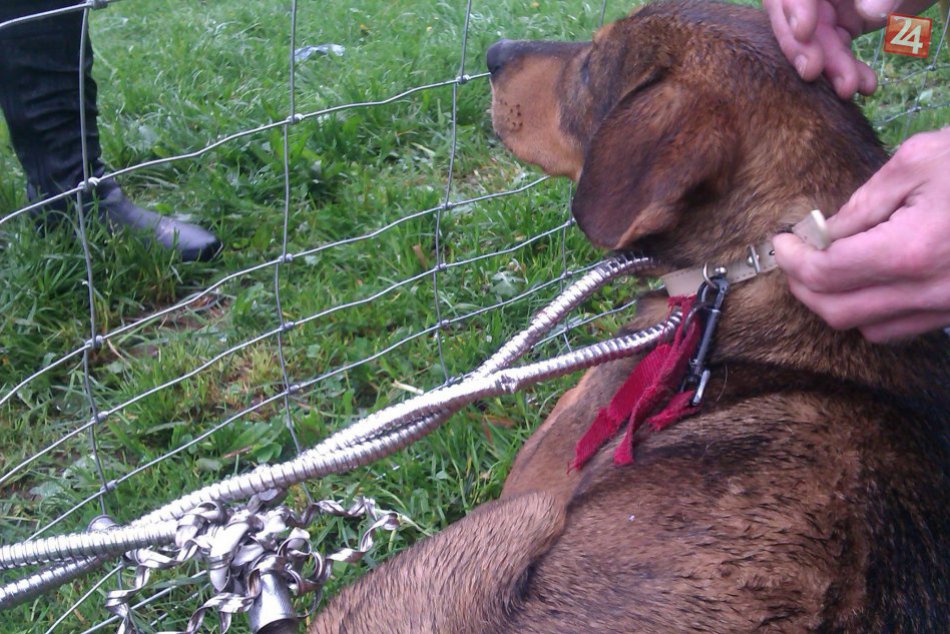 Ilustračný obrázok k článku Keď sú ľudská hlúposť a zloba nekonečné: Psíka niekto priviazal hadicou od sprchy!