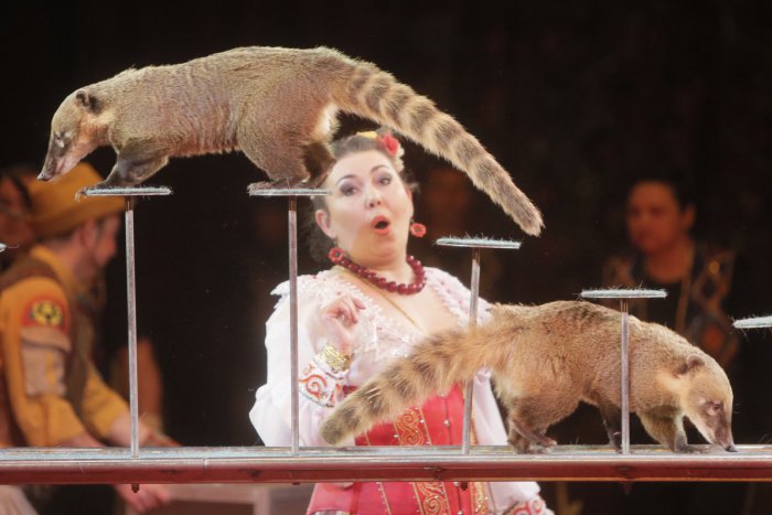 Ilustračný obrázok k článku Po zákaze pútačov cirkusy v Žiline nepoteší ďalšia novinka: Čo prisľúbil podnikateľ Trabelssie?