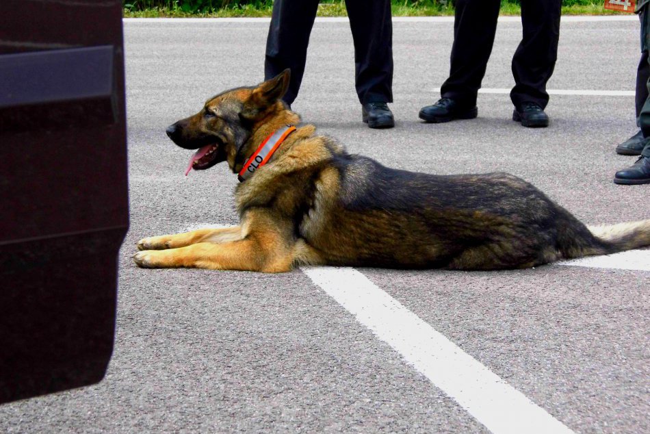 Ilustračný obrázok k článku Profesionálny košický psovod otvorene o pátracích psoch a drogách: Takáto je pravda!