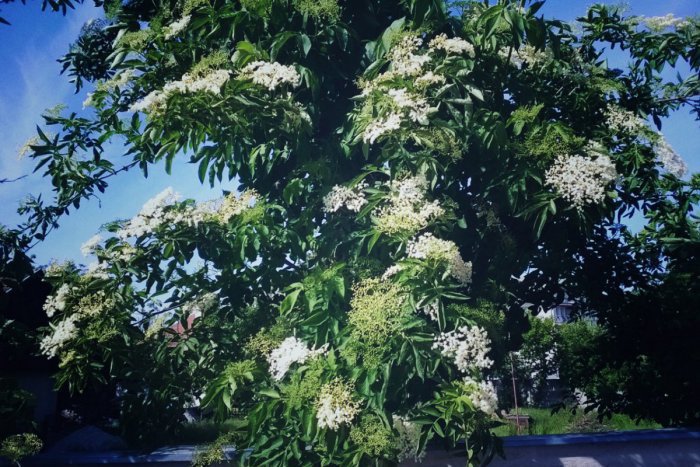 Ilustračný obrázok k článku Zázrak z prírody: Viete, kam sa v Bratislave vybrať na bazu?