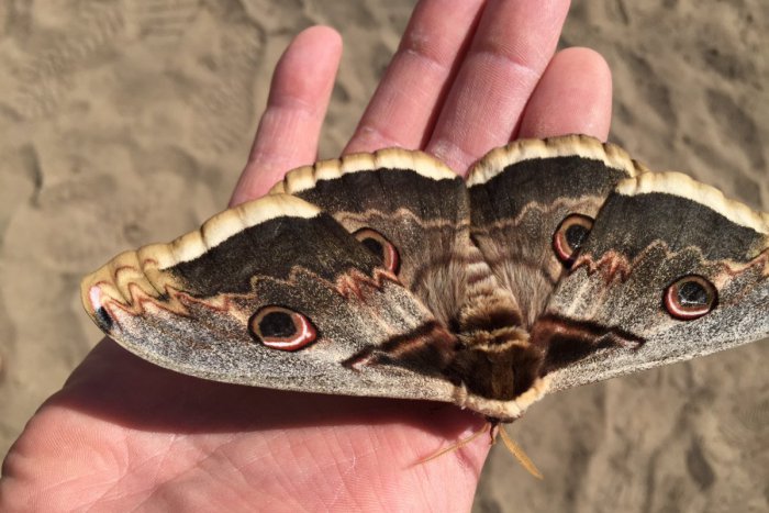 Ilustračný obrázok k článku Našli sme hladného obra medzi motýľmi