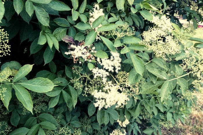 Ilustračný obrázok k článku Liečivé, voňavé a chutné: Originálne žiarske recepty z bazy, poznáte lepšie?