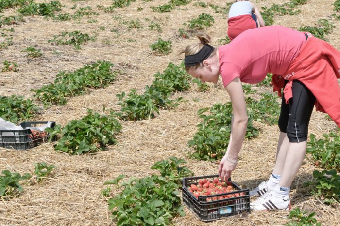 Ilustračný obrázok k článku Odštartoval samozber jahôd: KDE a ZA KOĽKO si môžete chutné ovocie nazbierať?