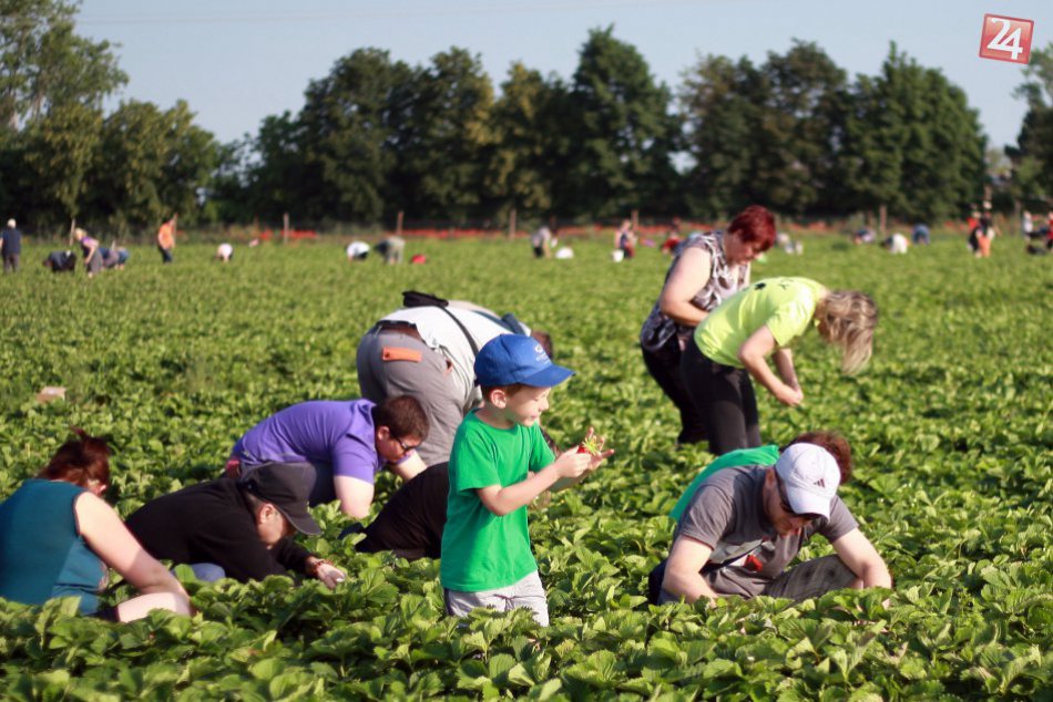 Ilustračný obrázok k článku Sezóna jahôd je v plnom prúde. Kde pri Bratislave sa dajú nazbierať vlastnoručne?