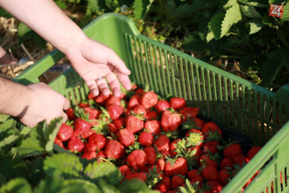 Ilustračný obrázok k článku Sladké plody, ktoré miluje azda každý: Aha, kde môžete zájsť na samozber jahôd!