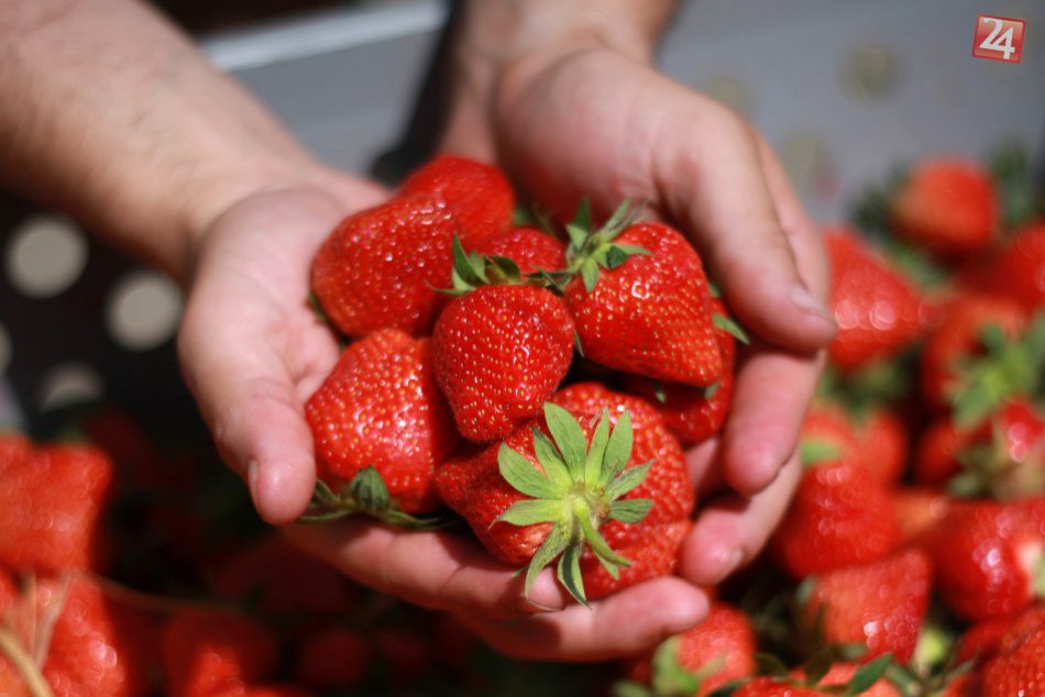 Ilustračný obrázok k článku Samozber jahôd je v plnom prúde. Kde nájdete polia plné sladkých plodov?