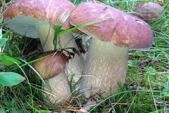 Ilustračný obrázok k článku Ocenia určite mnohí Liptáci: Múzeum jaskyniarstva otvára osvedčenú poradňu