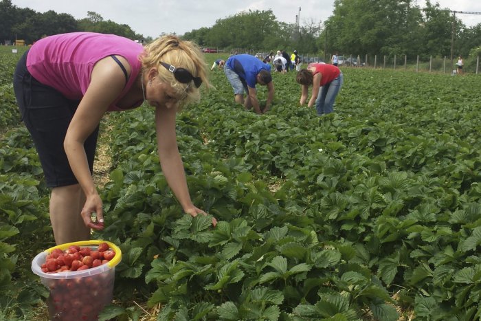 Ilustračný obrázok k článku Sladké plody, ktoré miluje azda každý: Aha, kde v okolí Žiliny môžete zájsť na samozber jahôd!