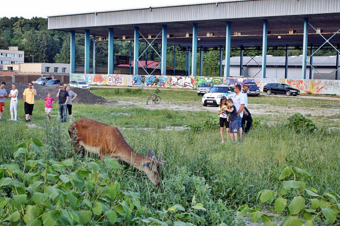 Ilustračný obrázok k článku Nevšedná kuriozita v meste: Jeleň sa prechádzal ulicami Rožňavy úplne bezstarostne + Foto