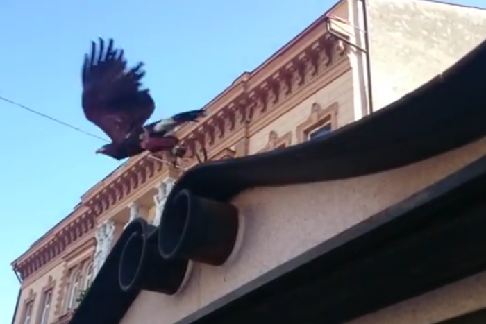 Ilustračný obrázok k článku Majestátny let, lov vo vzduchu a úžas ľudí: Pozornosť Prešovčanov strhli dravce VIDEO