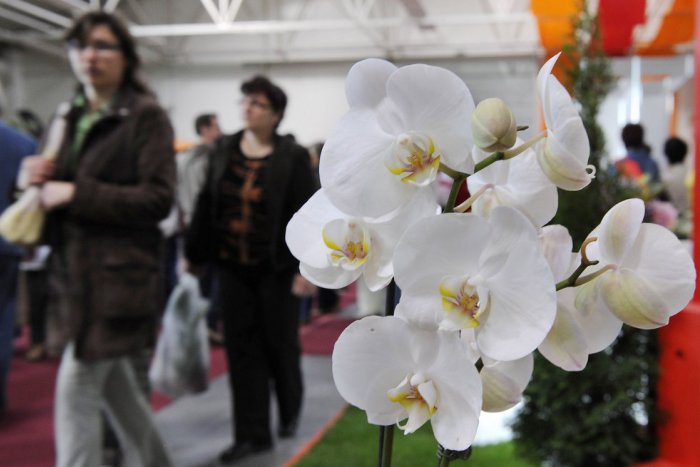 Ilustračný obrázok k článku Kvetinový workshop v štýle biedermeier pripravila SNG už na tento víkend