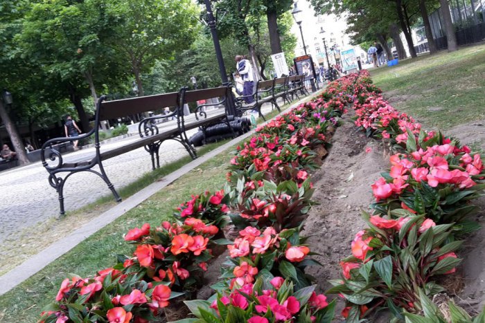 Ilustračný obrázok k článku Staré Mesto rozširuje zelené plochy, stromy na Hviezdoslavovom oreže