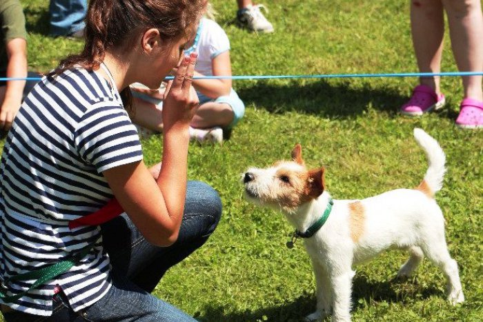 Ilustračný obrázok k článku Žiarsky chlpáč 2015 s naozaj neobyčajnou disciplínou: Trúfli by ste si na toto so svojim miláčikom?