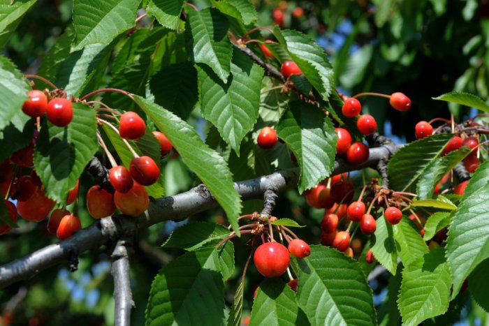 Ilustračný obrázok k článku Redakcia radí: Čas čerešní začína. Pripravte si tradičný recept