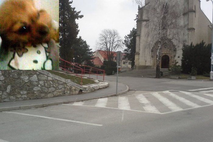 Ilustračný obrázok k článku Zúfalí majitelia hľadajú svojho rodinného miláčika: Nevideli ste ho niekde?