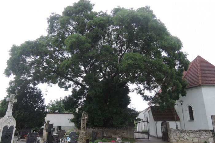 Ilustračný obrázok k článku Stav veľkej sofory japonskej v Devínskej Novej Vsi opäť preskúmajú dendrológovia