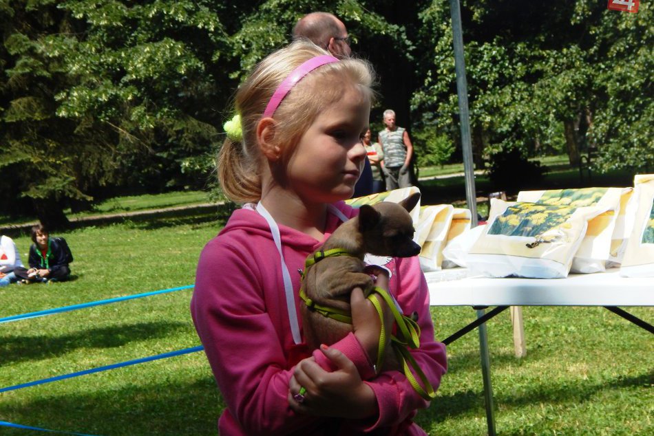 Ilustračný obrázok k článku Nablýskané veterány aj niečo pre psíčkarov: Kam tento týždeň v Žiari a okolí?