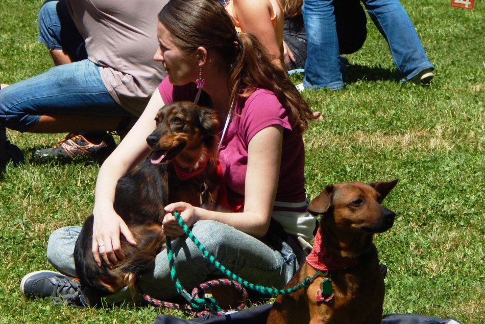 Ilustračný obrázok k článku Park sa bude hemžiť psíkmi: Žiarsky chlpáč tento rok s novinkami
