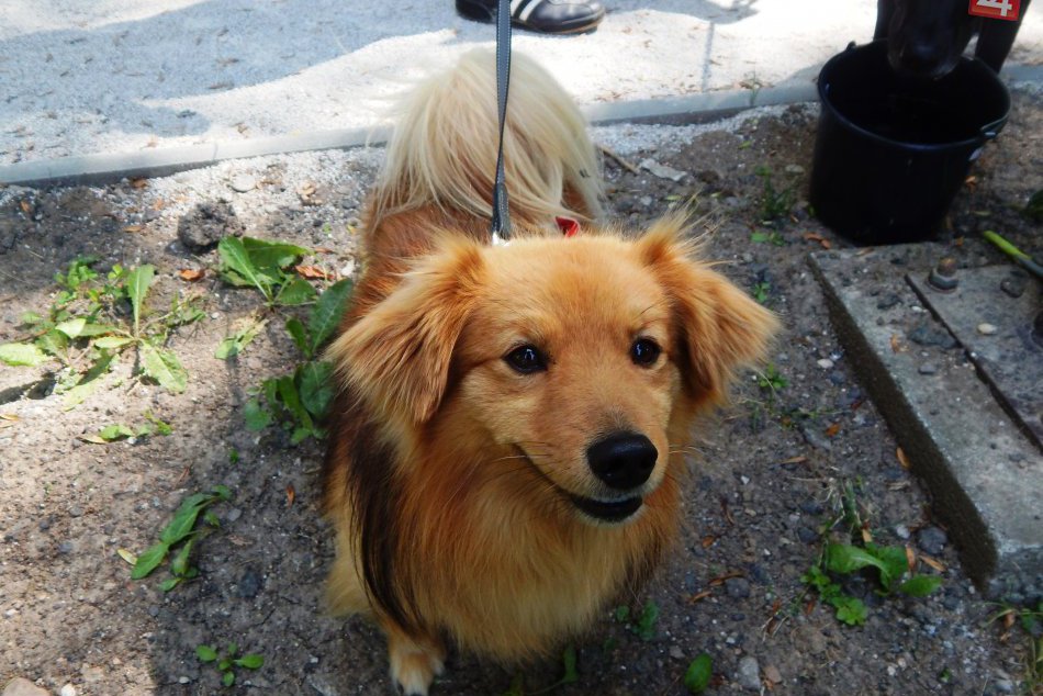 Ilustračný obrázok k článku Primátor Antal s víziou: Špeciálne zóny pre psíčkarov v Žiari už budúci rok