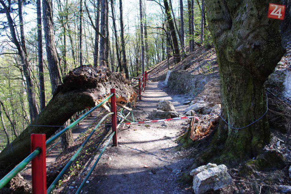 Ilustračný obrázok k článku Silný vietor vyvrátil stromy na Urpíne: Poškodené sú chodníky aj zábradlia, mesto chystá dodatočný výrub