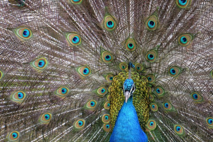 Ilustračný obrázok k článku Neďaleko Žiaru vznikla prvá losia farma na Slovensku: Na návštevníkov čaká 20 druhov zvierat a ďalšie lákadlá