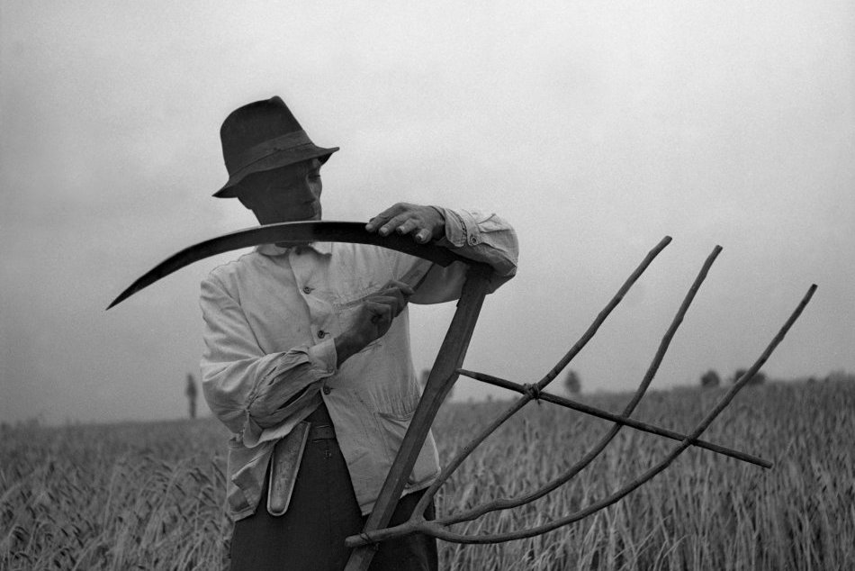 Ilustračný obrázok k článku Z archívu: TAKTO vyzerala žatva v Trnavskom kraji pred takmer 70 rokmi