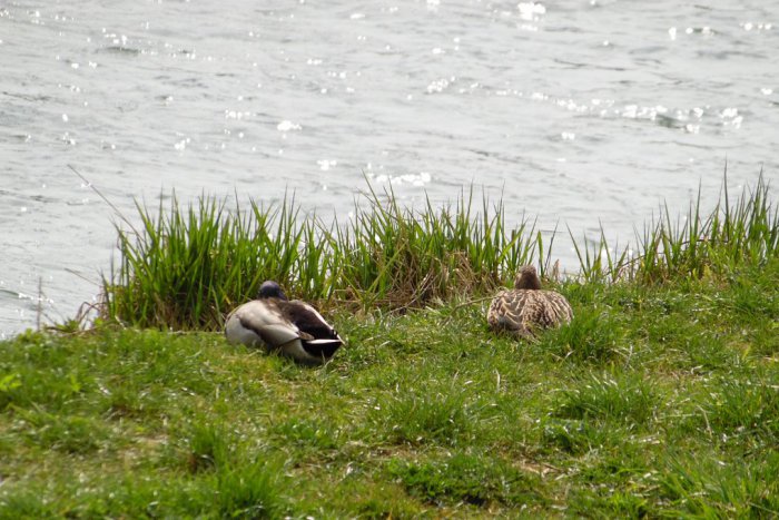 Ilustračný obrázok k článku V Michalovciach budujú prvý ornitologický chodník: Pribudne nová oddychová zóna?