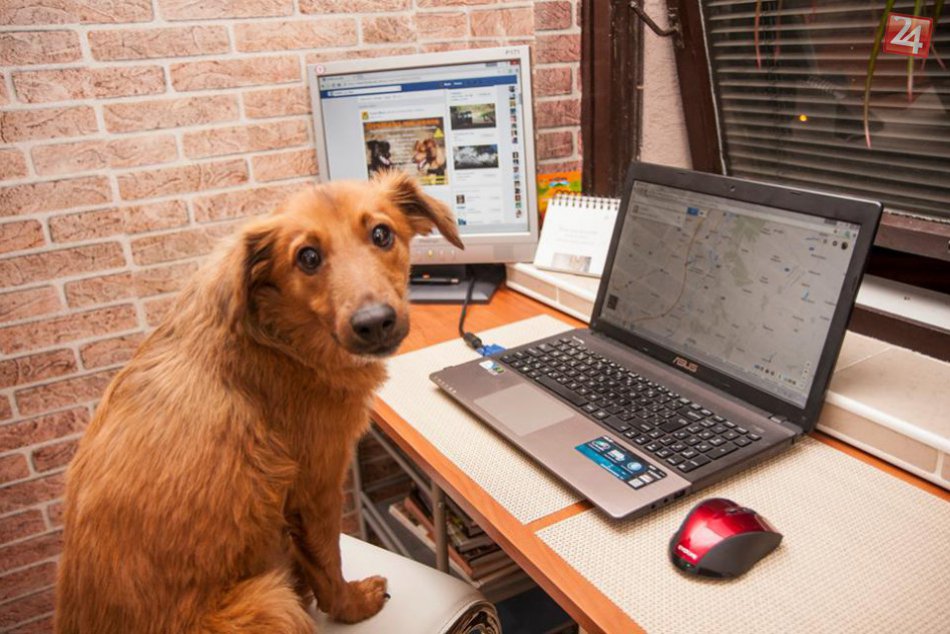 Ilustračný obrázok k článku Akcia, ktorá vás chytí za srdce: Mladí Hlohovčania plánujú netradičnú dovolenku, na svoje si prídu chlpáči z útulkov