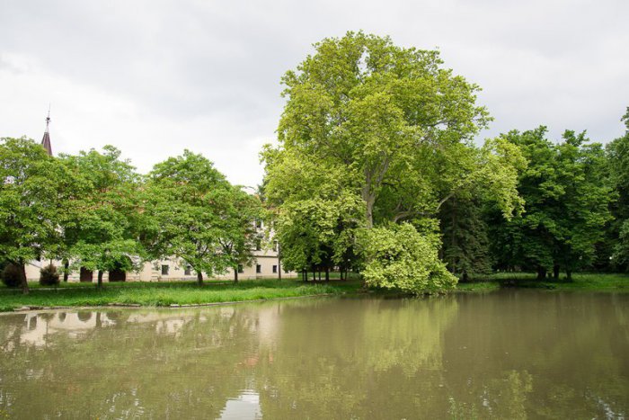 Ilustračný obrázok k článku Stupavský Platan sa v súťaži Strom roka 2015 umiestnil na treťom mieste