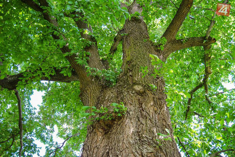 Ilustračný obrázok k článku Je majestátny a má až 234 rokov: Brest z Bešeňovej vo finále o Strom roka!