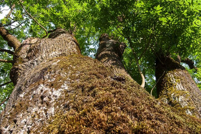 Ilustračný obrázok k článku Tento krásavec z Liptova rozhodne zaujal: 500-ročný jaseň môže získať prestížny titul!