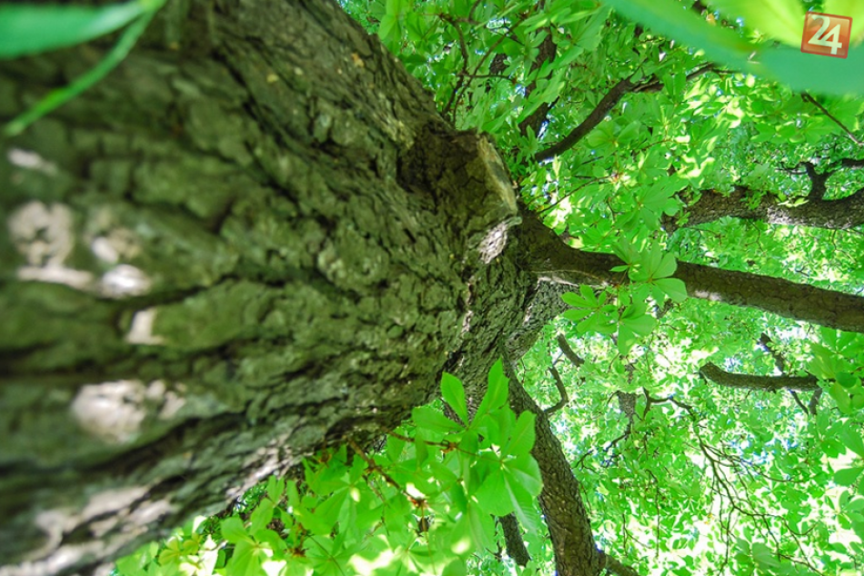 Ilustračný obrázok k článku Neparkujte pod pagaštanmi: Mestská zeleň sa chystá realizovať ochranný postrek