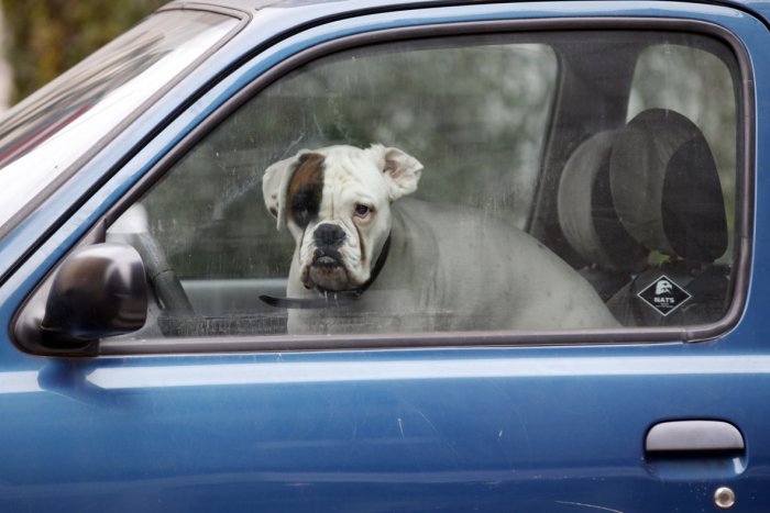 Ilustračný obrázok k článku Cestujete so zvieraťom na dovolenku? Toto všetko by ste mali vedieť ešte pred cestou