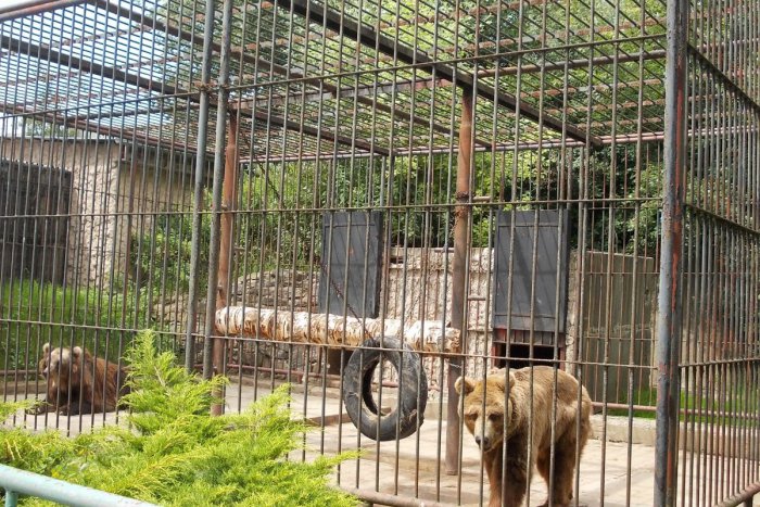 Ilustračný obrázok k článku Google priniesol panoramatické zábery zo zoo v Spišskej: TOTO si nenechajte ujsť!