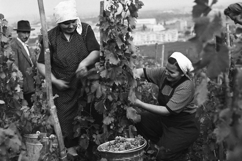 Ilustračný obrázok k článku Jedinečné archívne snímky: Takto vyzerala oberačka hrozna v družstevných vinohradoch v 1950