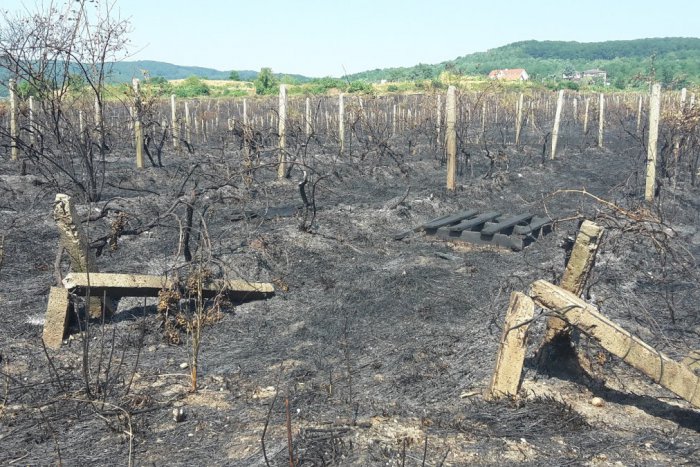 Ilustračný obrázok k článku OBRAZOM: Obyvateľom Rače horelo priamo pod oknami. Oheň zanechal na viniciach veľkú spúšť