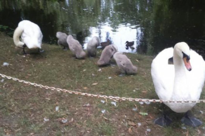 Ilustračný obrázok k článku Obyvatelia včelníc, ktorí pribudli v Mestskom parku nie sú poslední: Onedlho čaká zvieraciu rodinku ďalší prírastok