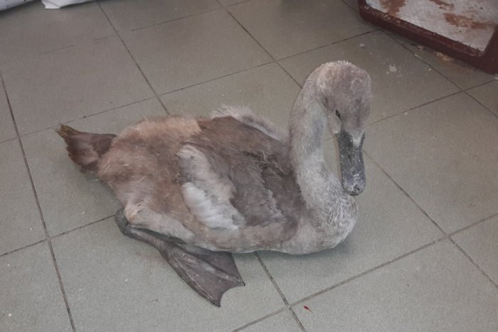 Ilustračný obrázok k článku Boli sme pri vypustení zachráneného labutieho mláďaťa naspäť do prírody