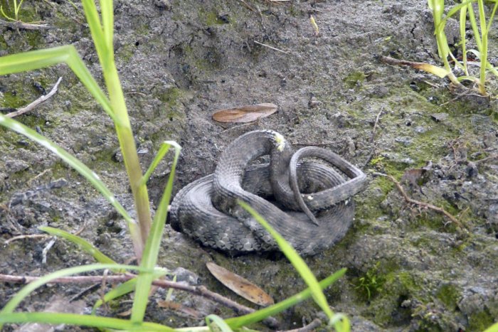 Ilustračný obrázok k článku Netradičný zásah strážcov poriadku: Mestskí policajti v Žiline v akcii kvôli hadovi!
