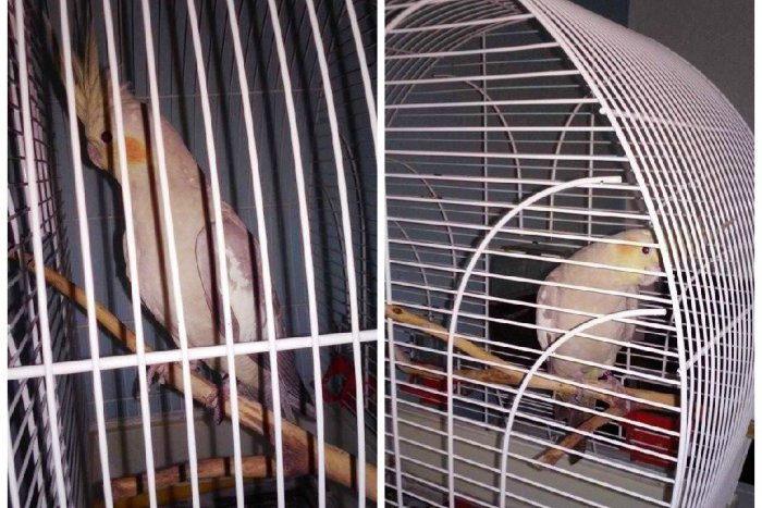 Ilustračný obrázok k článku Po Žiari poletoval zmätený a hladný: Hľadá sa majiteľ tohto strateného krásavca!